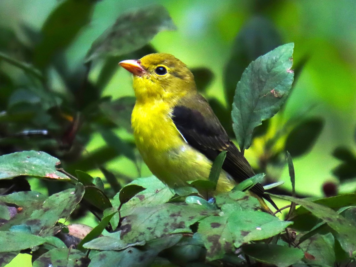 Scarlet Tanager - ML644097488