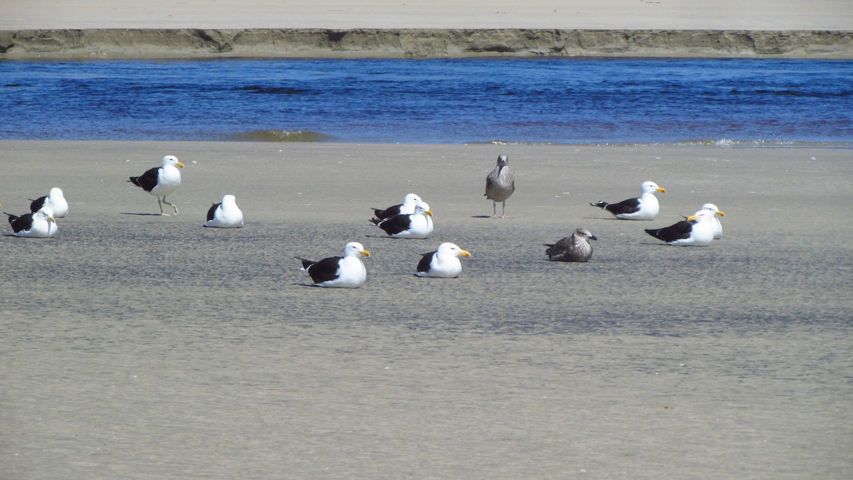 Kelp Gull - ML644097489