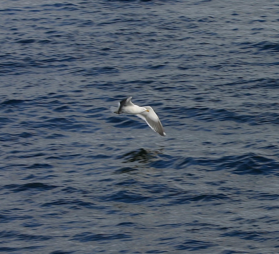 Kelp Gull - ML644097491
