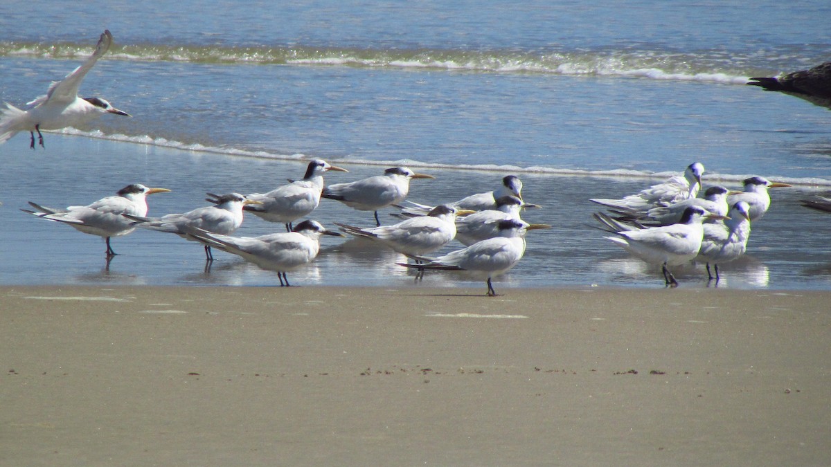 Sandwich Tern - ML644097495