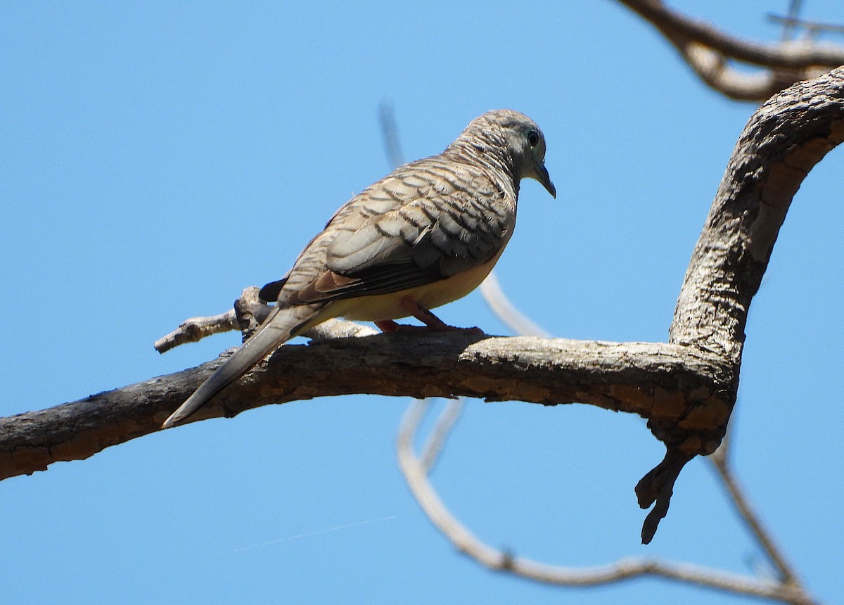 Peaceful Dove - ML644097497