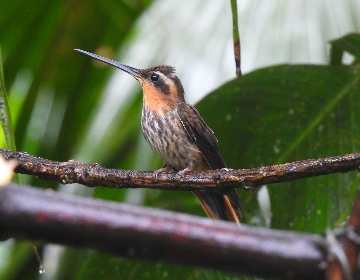 Saw-billed Hermit - ML644097499