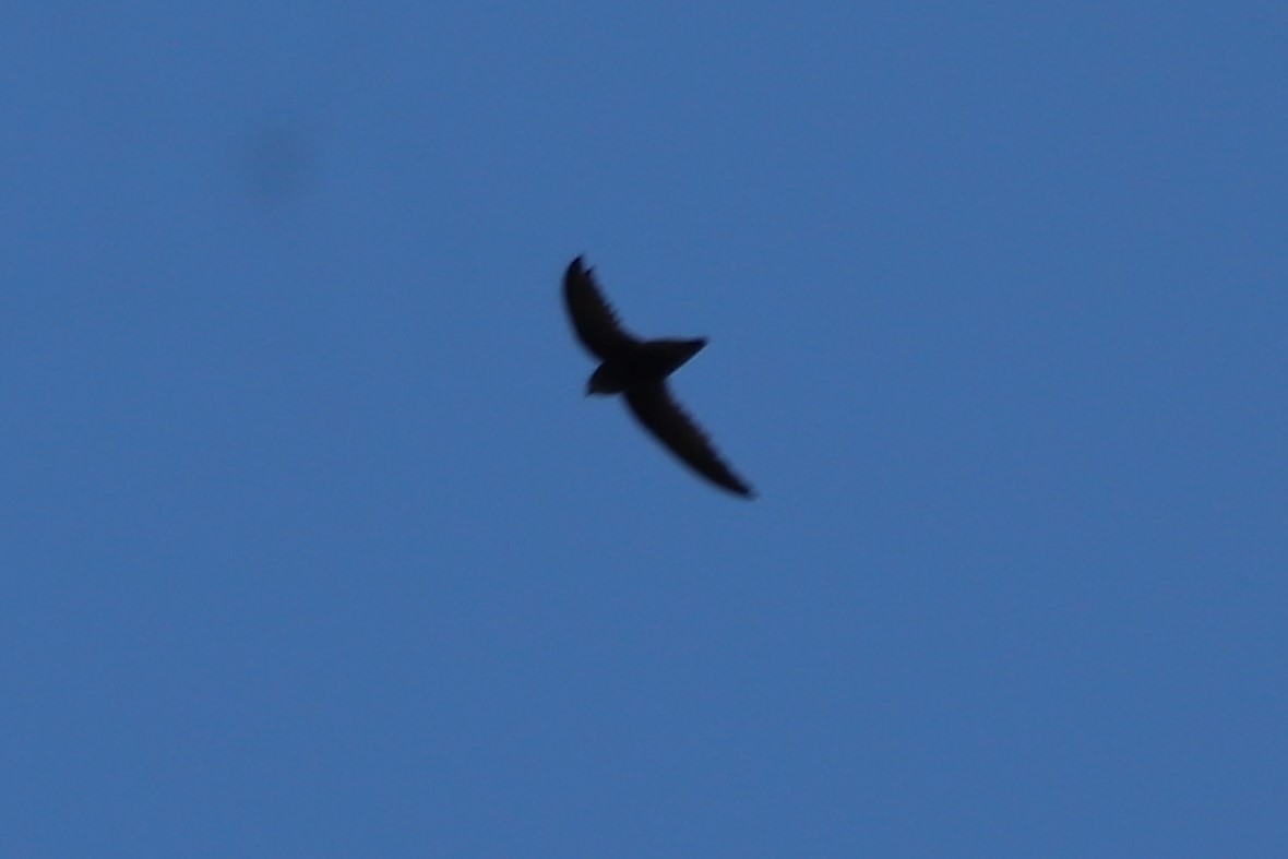 Sick's Swift - ML644097500