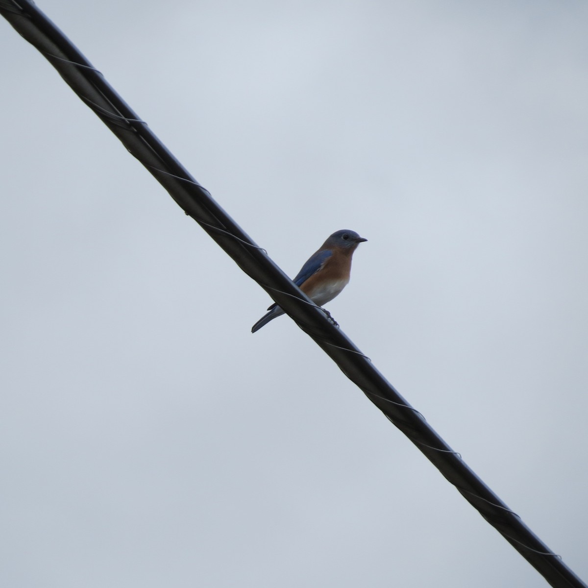 Eastern Bluebird - ML644097501