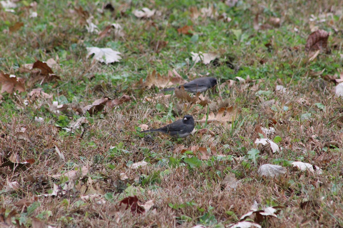 Dark-eyed Junco - ML644097502