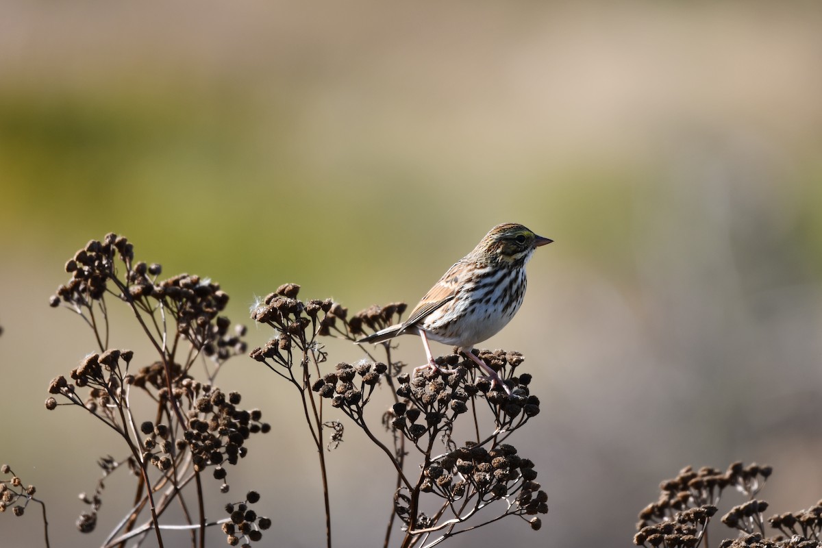 Savannah Sparrow - ML644097503