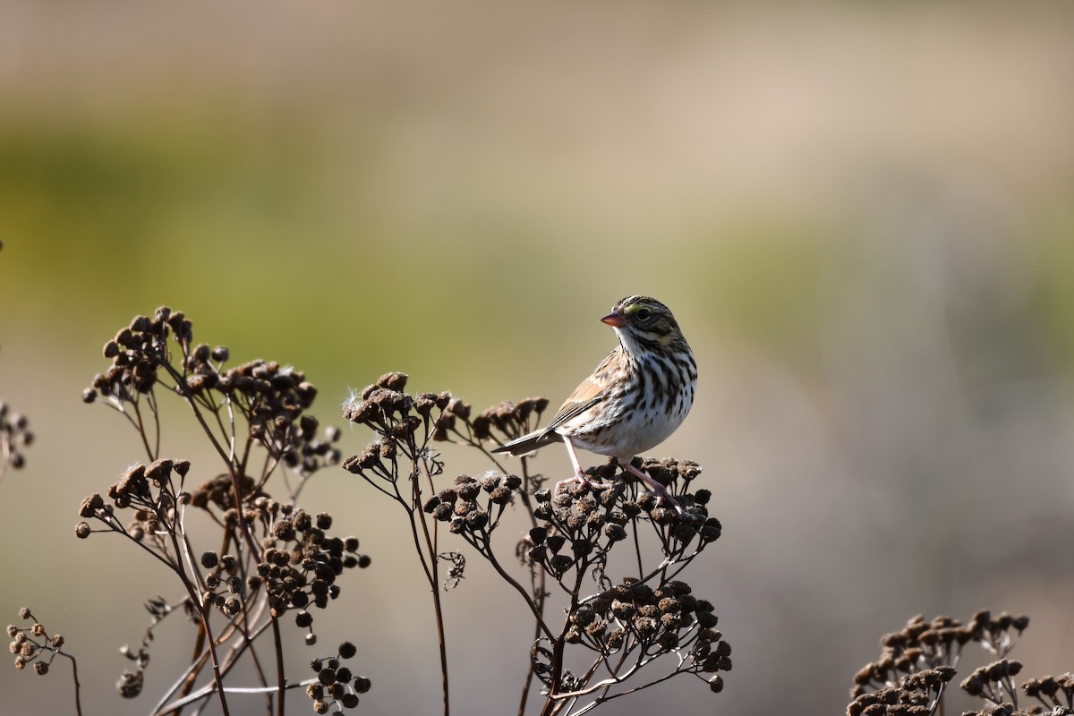 Savannah Sparrow - ML644097504