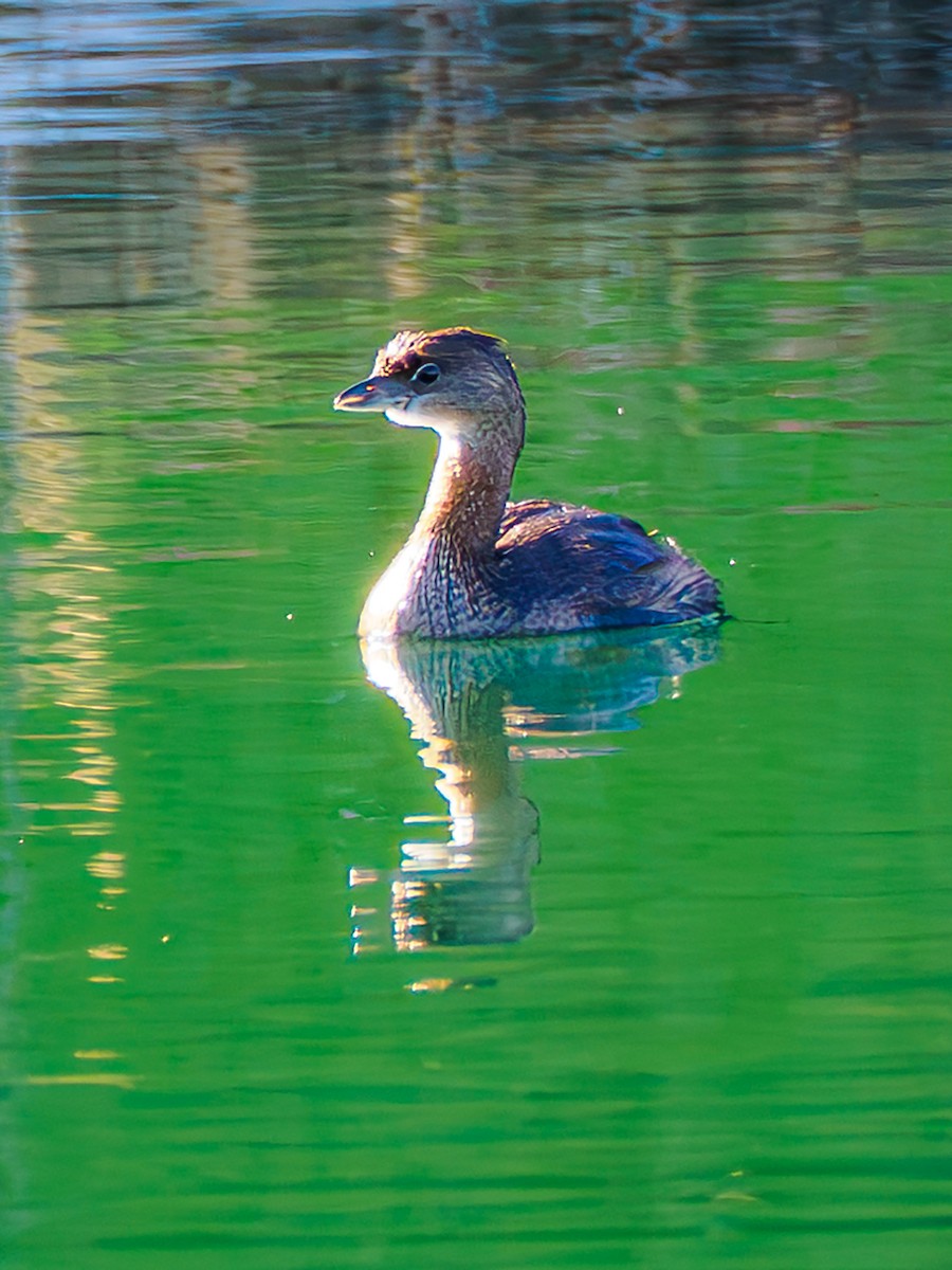 Pied-billed Grebe - ML644097505