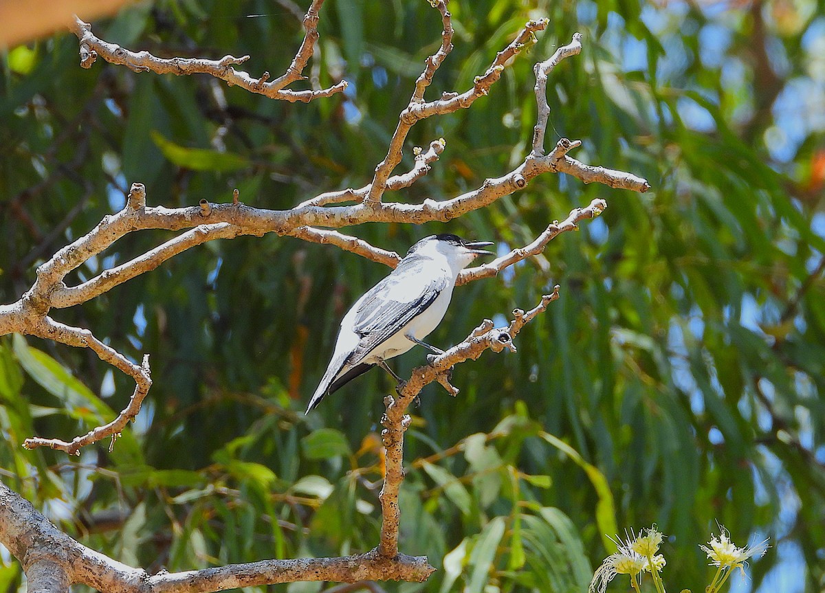 White-winged Triller - ML644097506