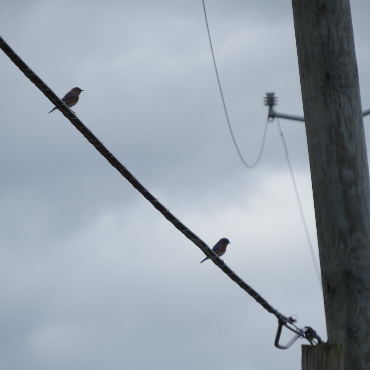 Eastern Bluebird - ML644097507