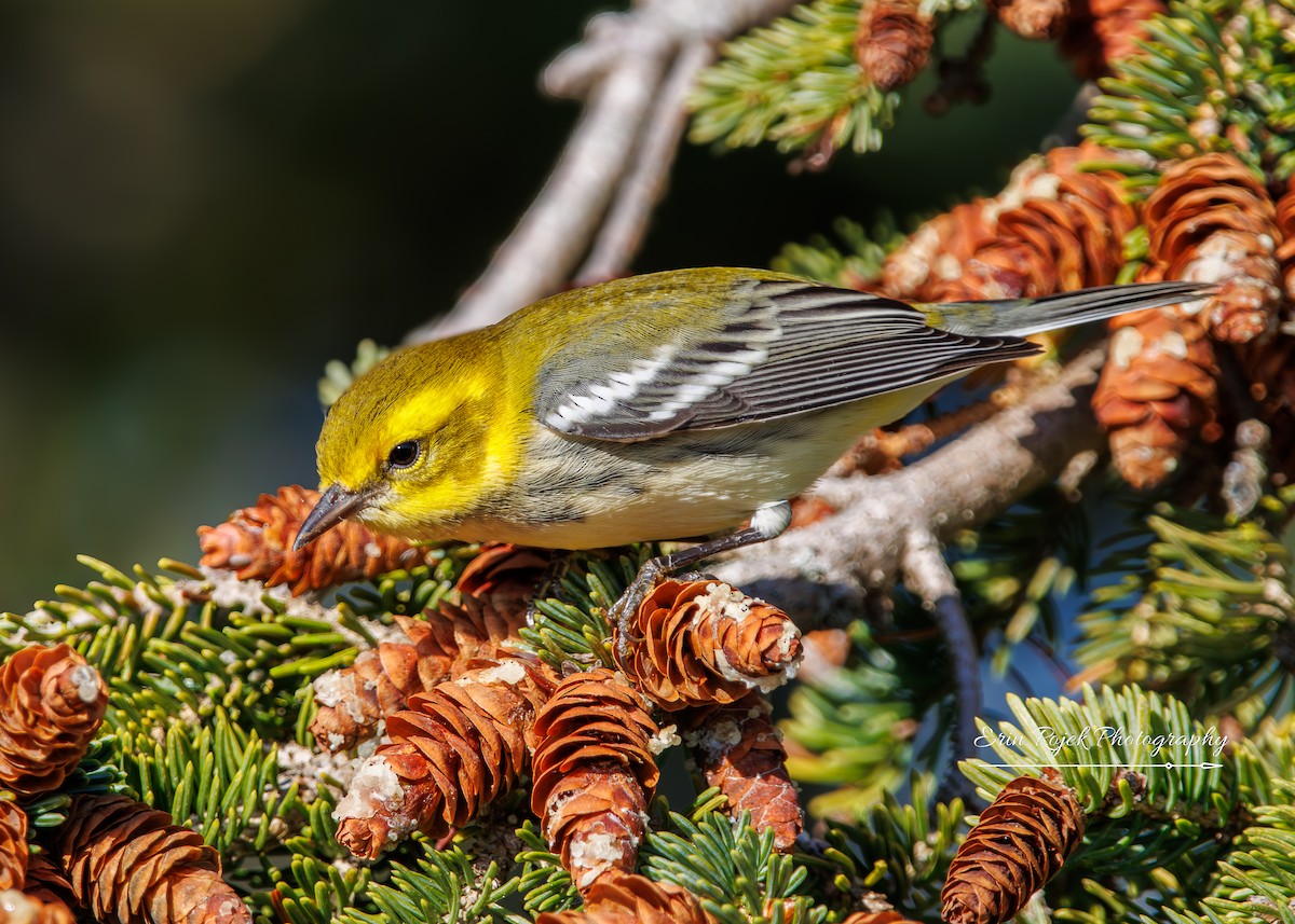 Black-throated Green Warbler - ML644097508