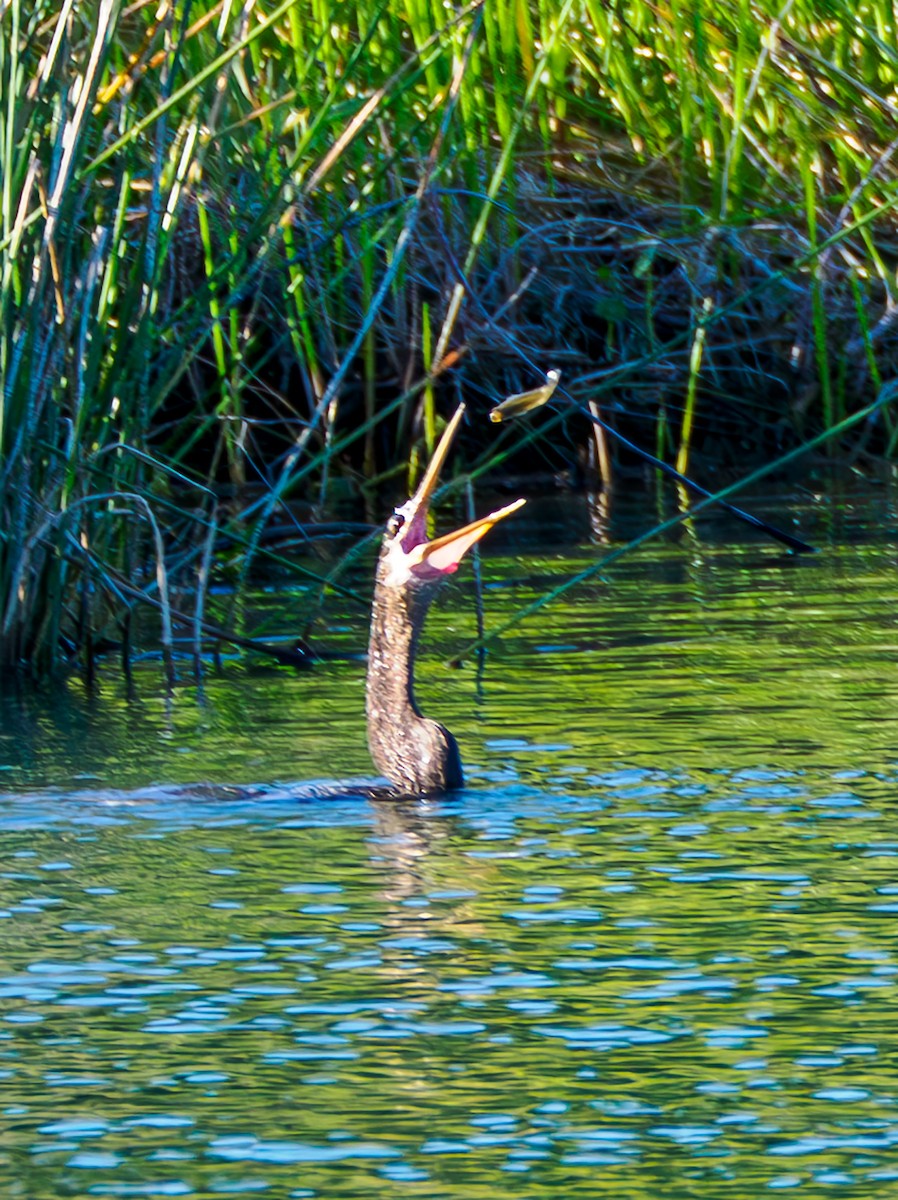 Anhinga - ML644097509