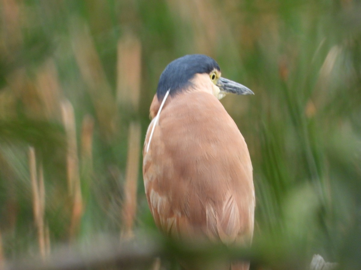 Nankeen Night Heron - ML644097510