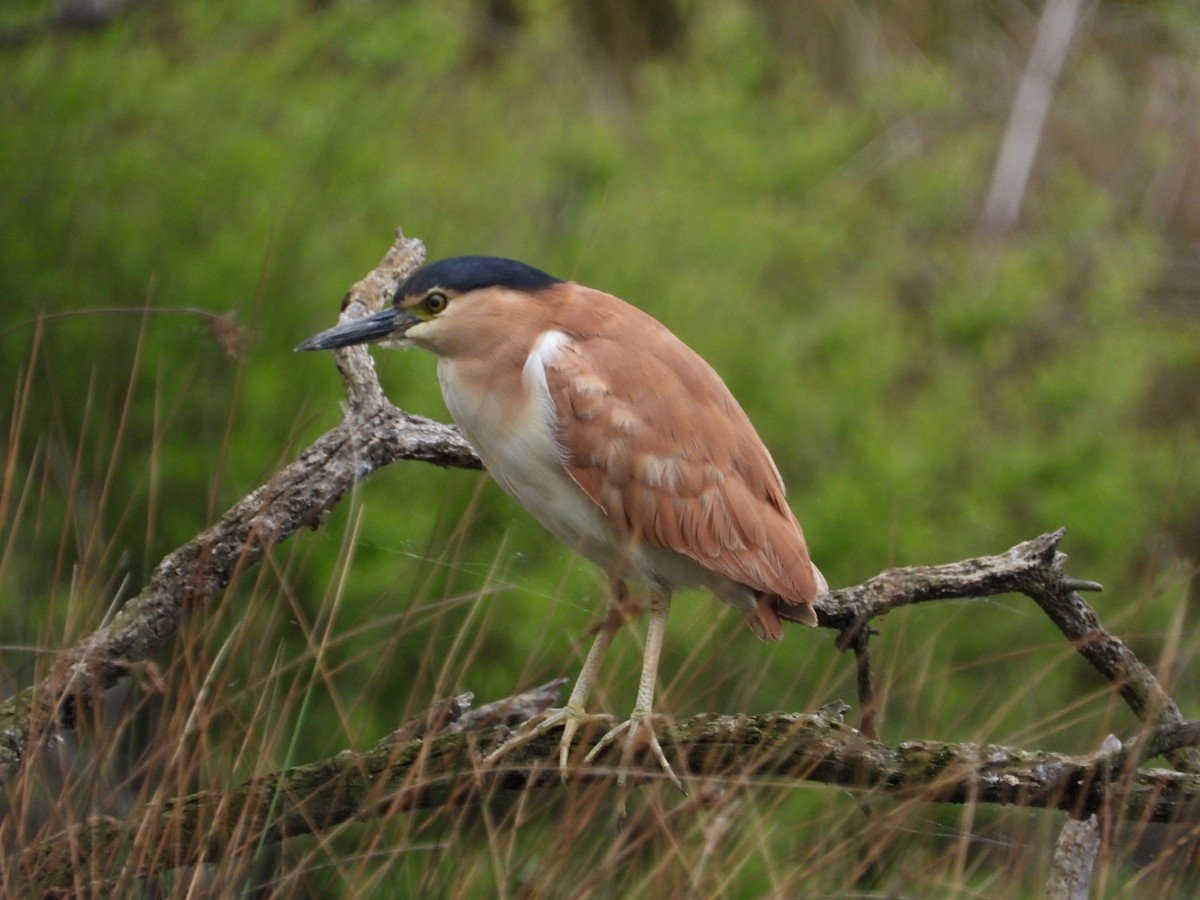 Nankeen Night Heron - ML644097511