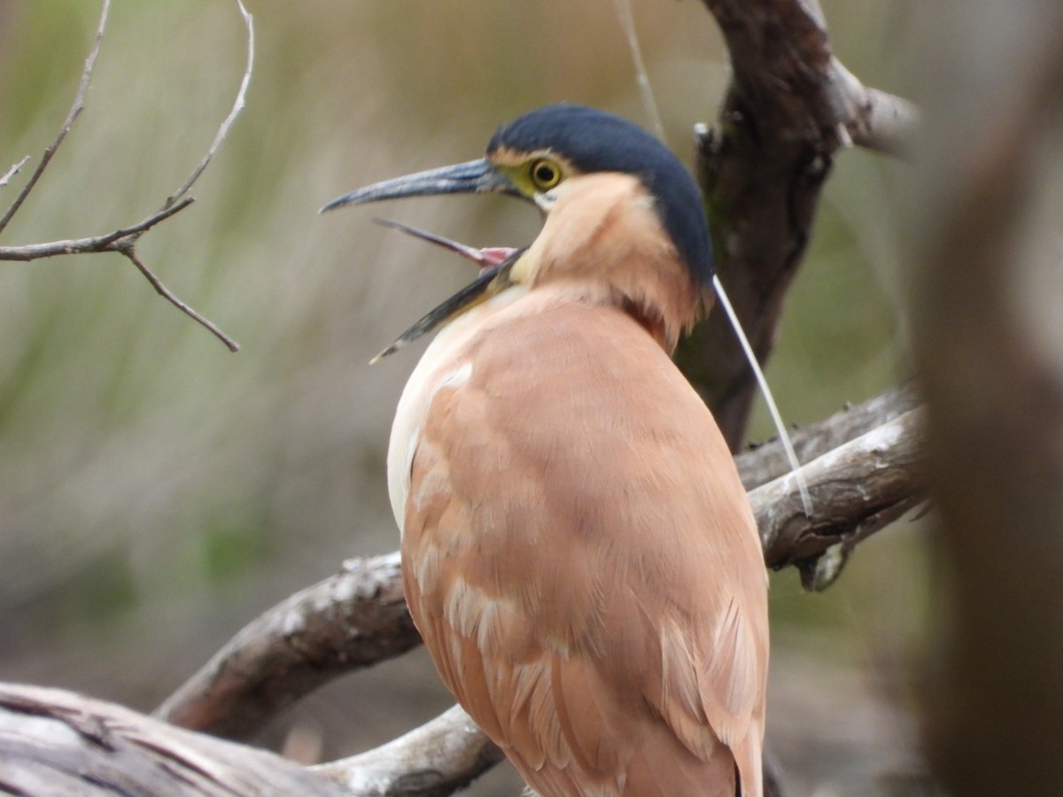 Nankeen Night Heron - ML644097512