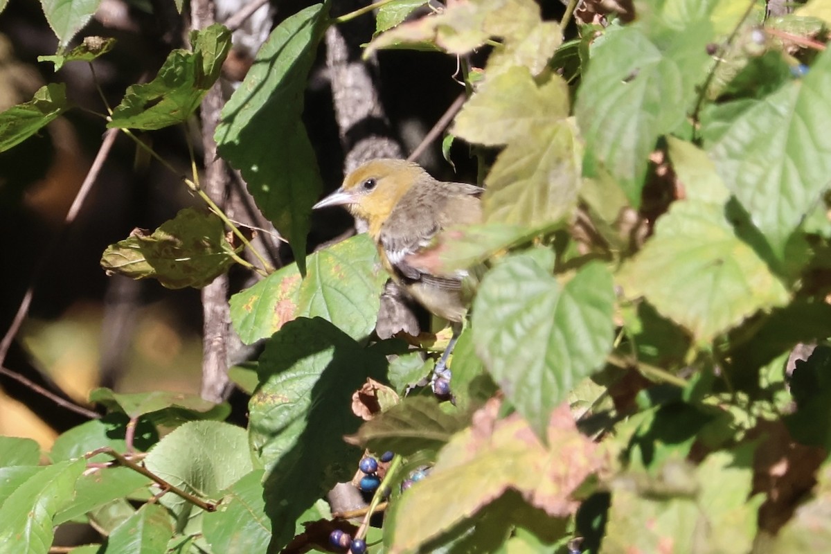 Baltimore Oriole - ML644097513