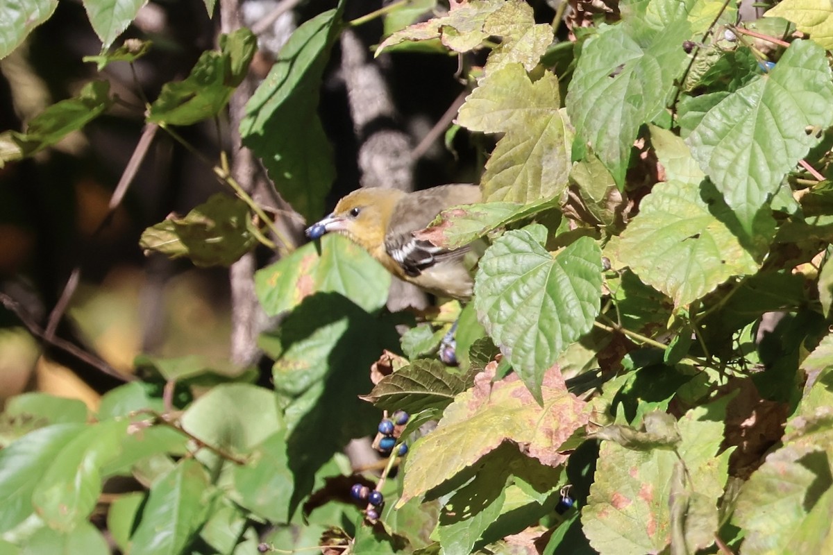 Baltimore Oriole - ML644097514