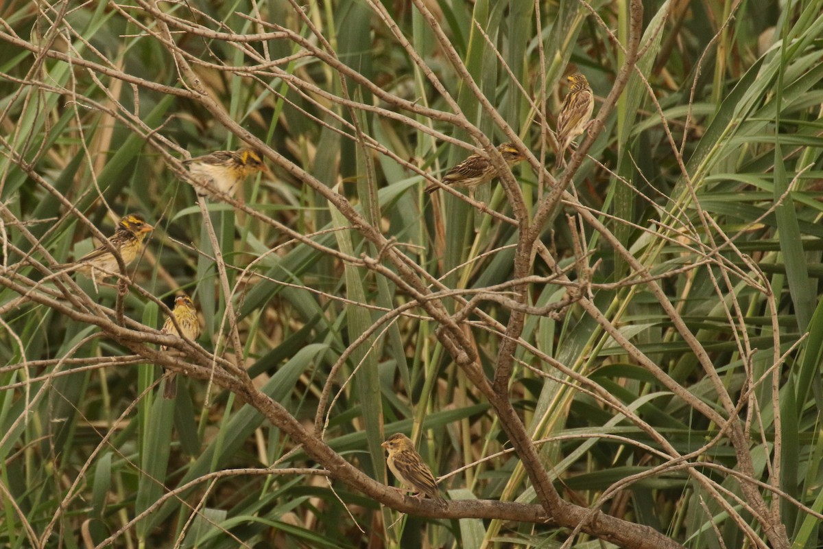 Streaked Weaver - ML644097516
