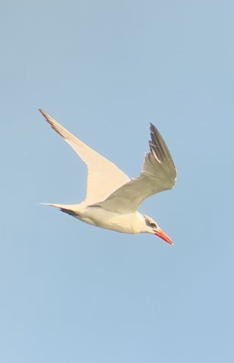 Caspian Tern - ML644097518