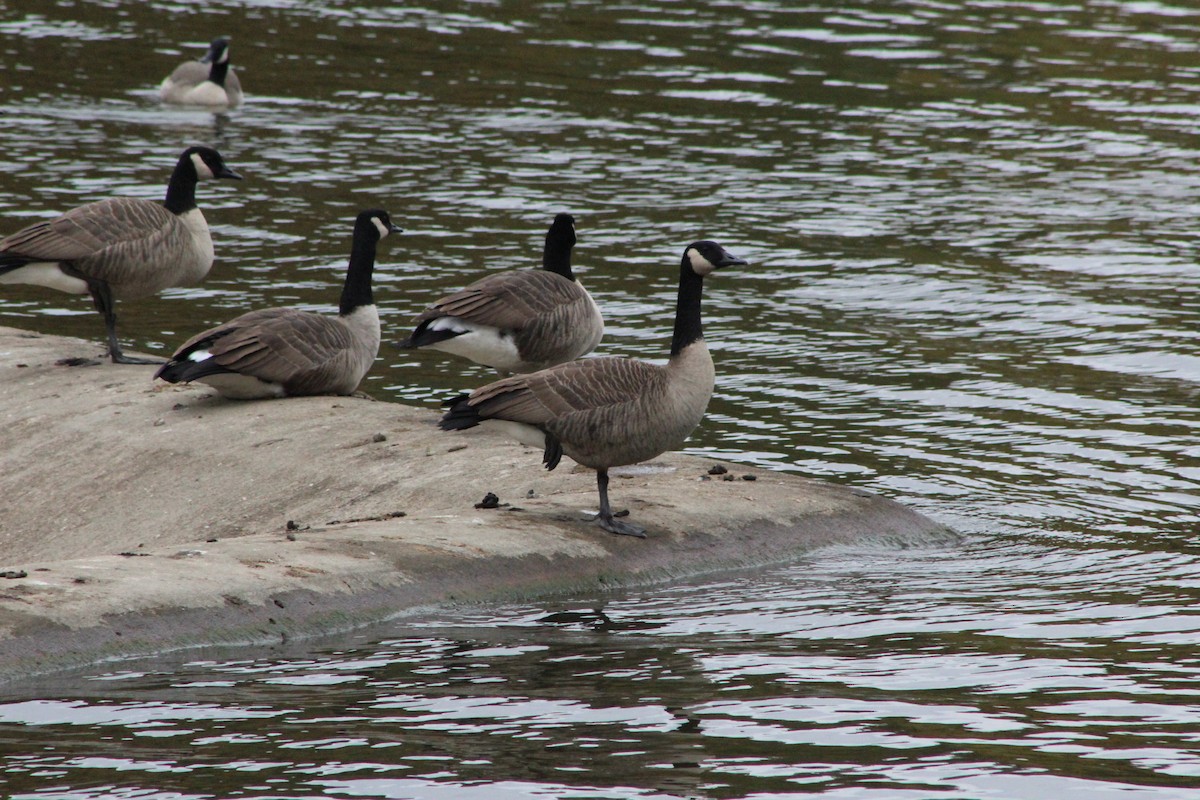 Canada Goose - ML644097519