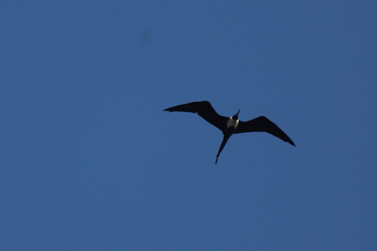 Magnificent Frigatebird - ML644097520