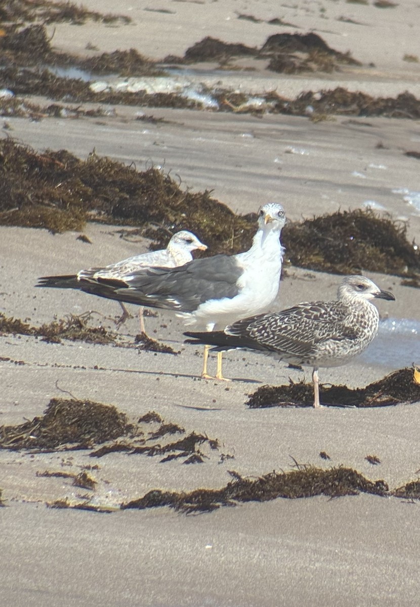 Lesser Black-backed Gull - ML644097521