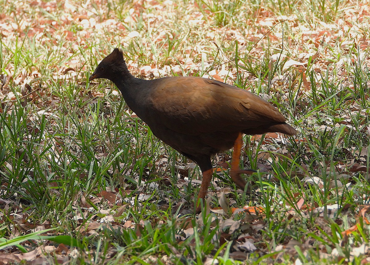 Orange-footed Megapode - ML644097522