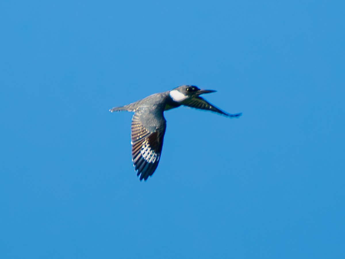 Belted Kingfisher - ML644097523