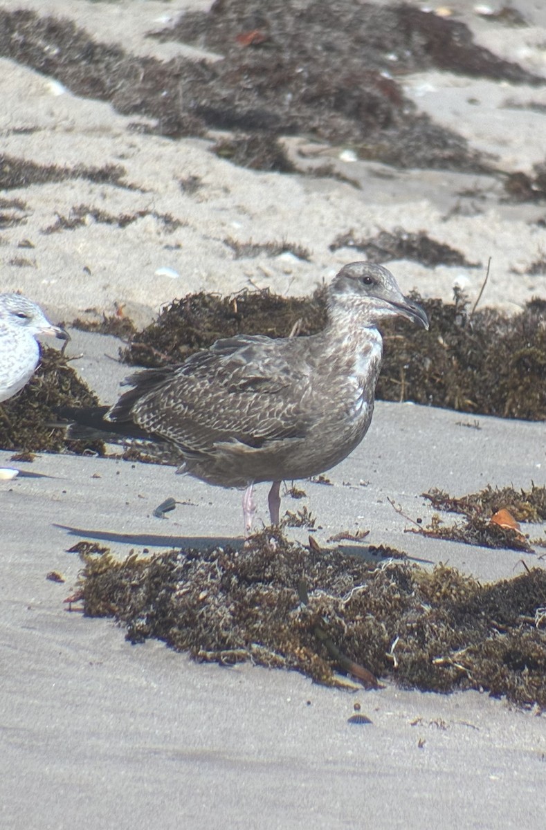 American Herring Gull - ML644097524