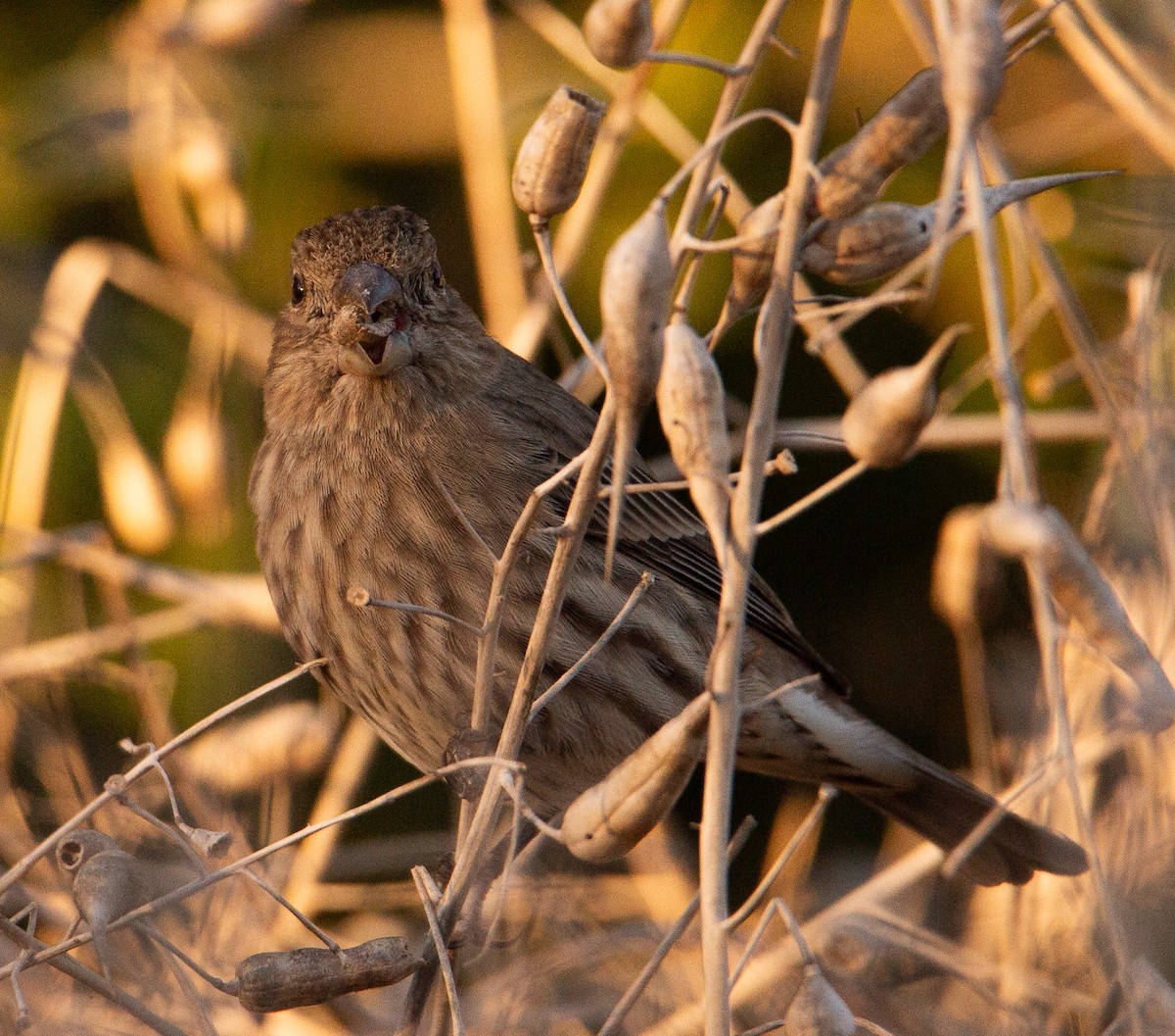 House Finch - ML644097525