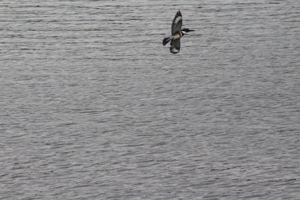 Belted Kingfisher - ML644097527