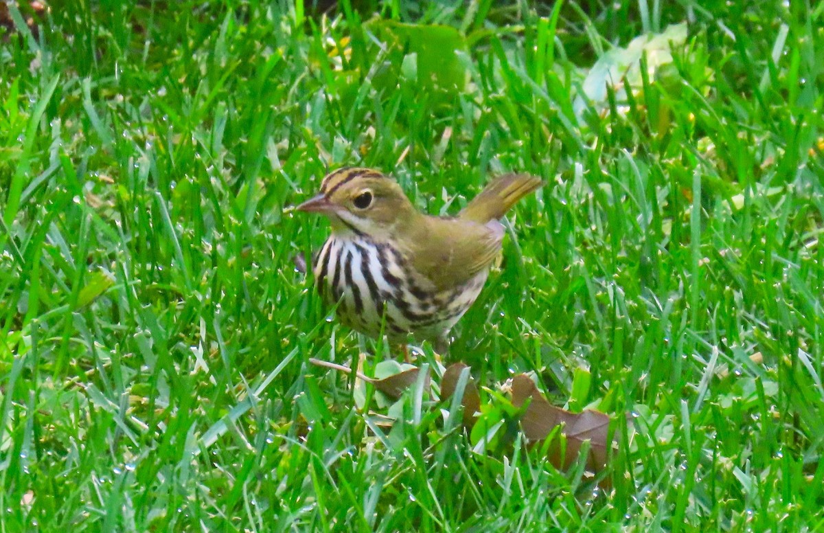 カマドムシクイ - ML644097534