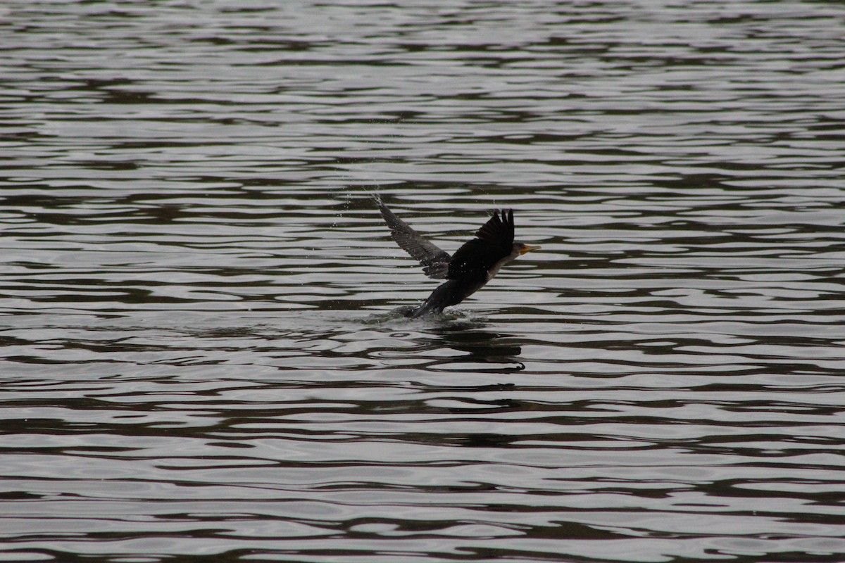 Double-crested Cormorant - ML644097544