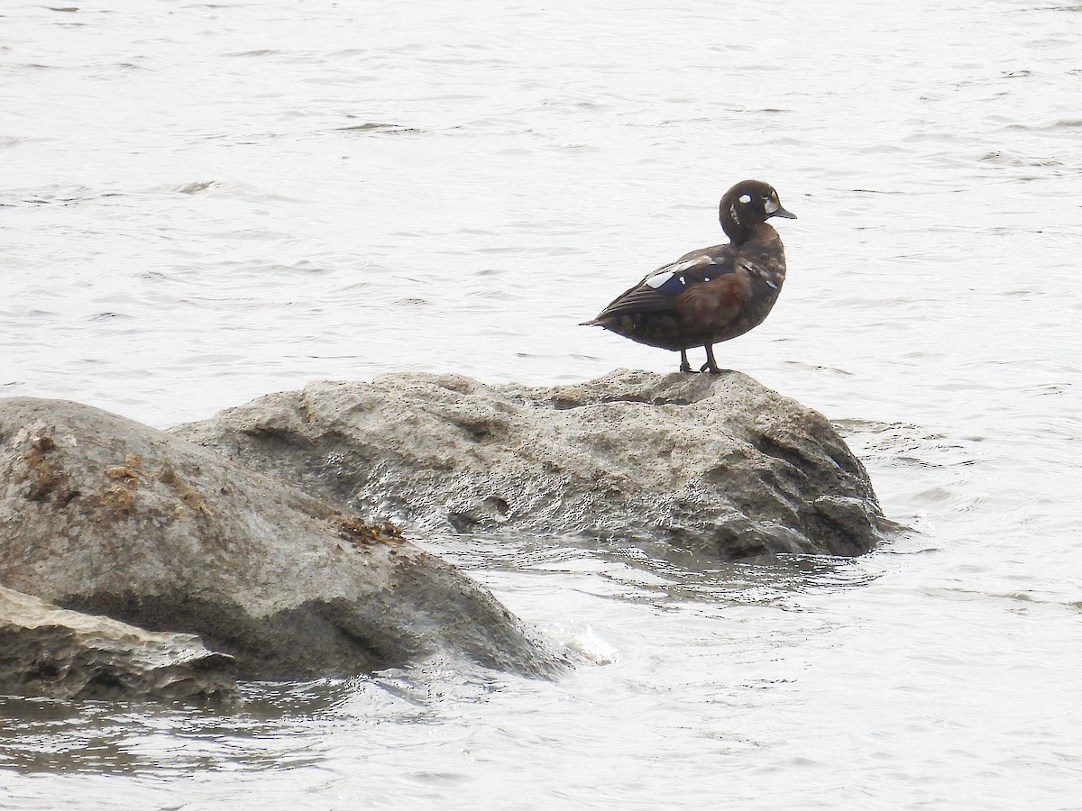 Harlequin Duck - ML644097546