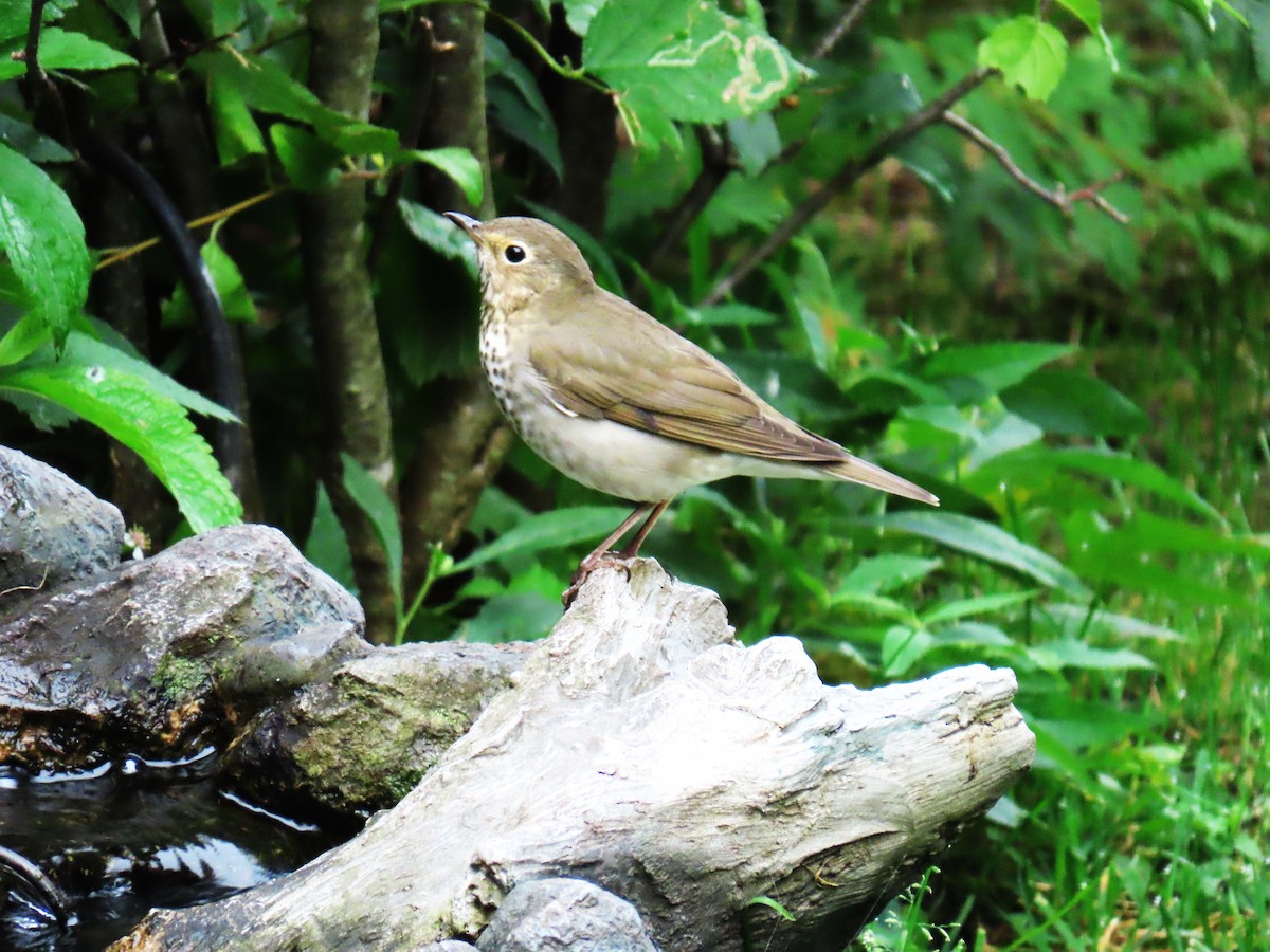 Swainson's Thrush - ML644097551