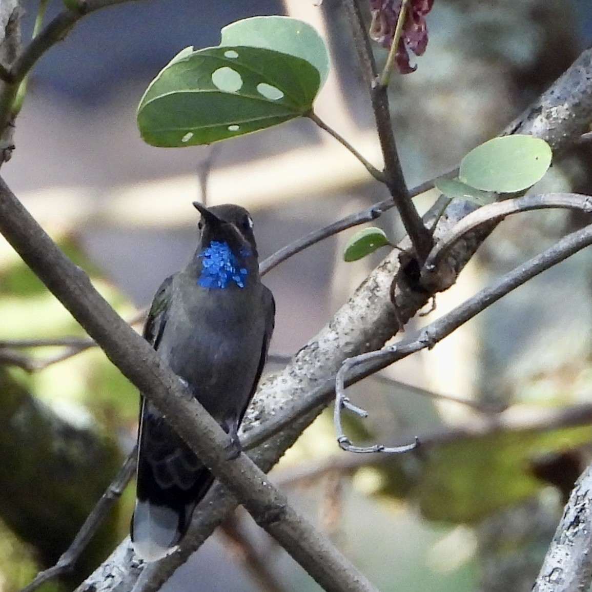 Blue-throated Mountain-gem - ML644097572