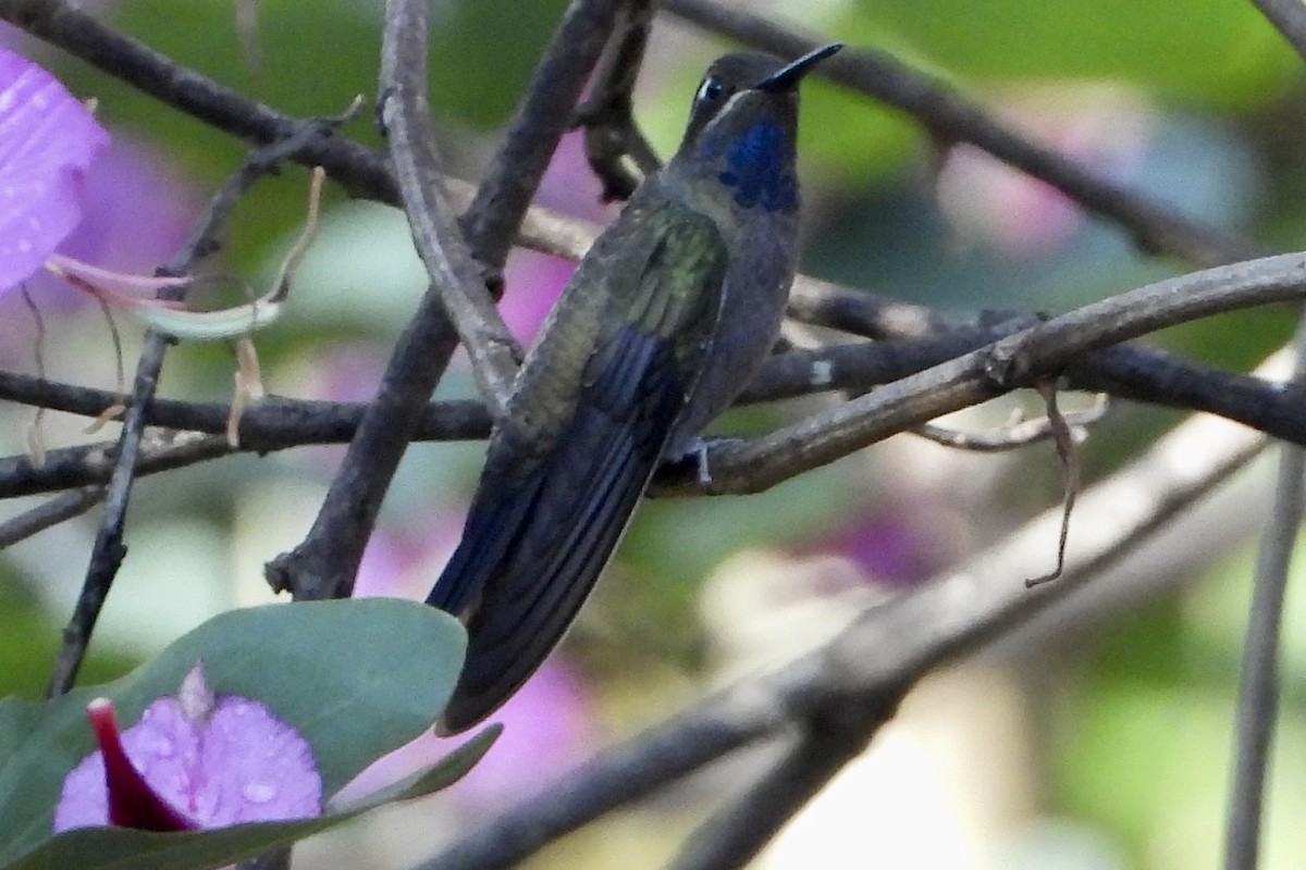 Blue-throated Mountain-gem - ML644097573