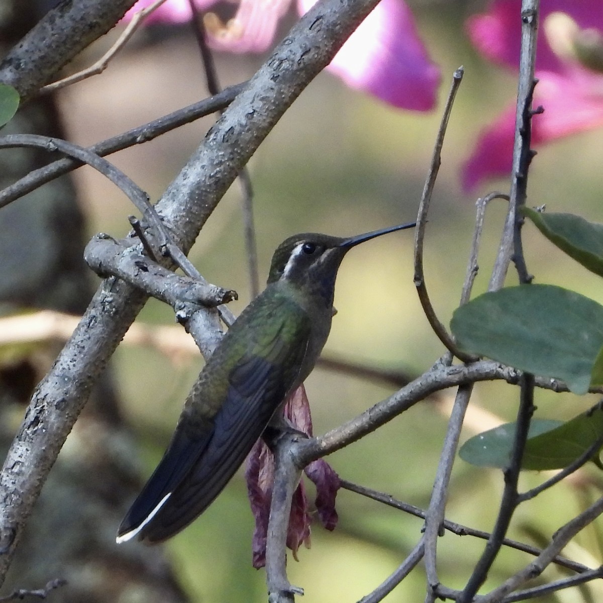 Blue-throated Mountain-gem - ML644097574