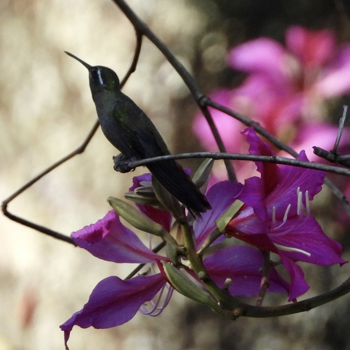 Blue-throated Mountain-gem - ML644097575