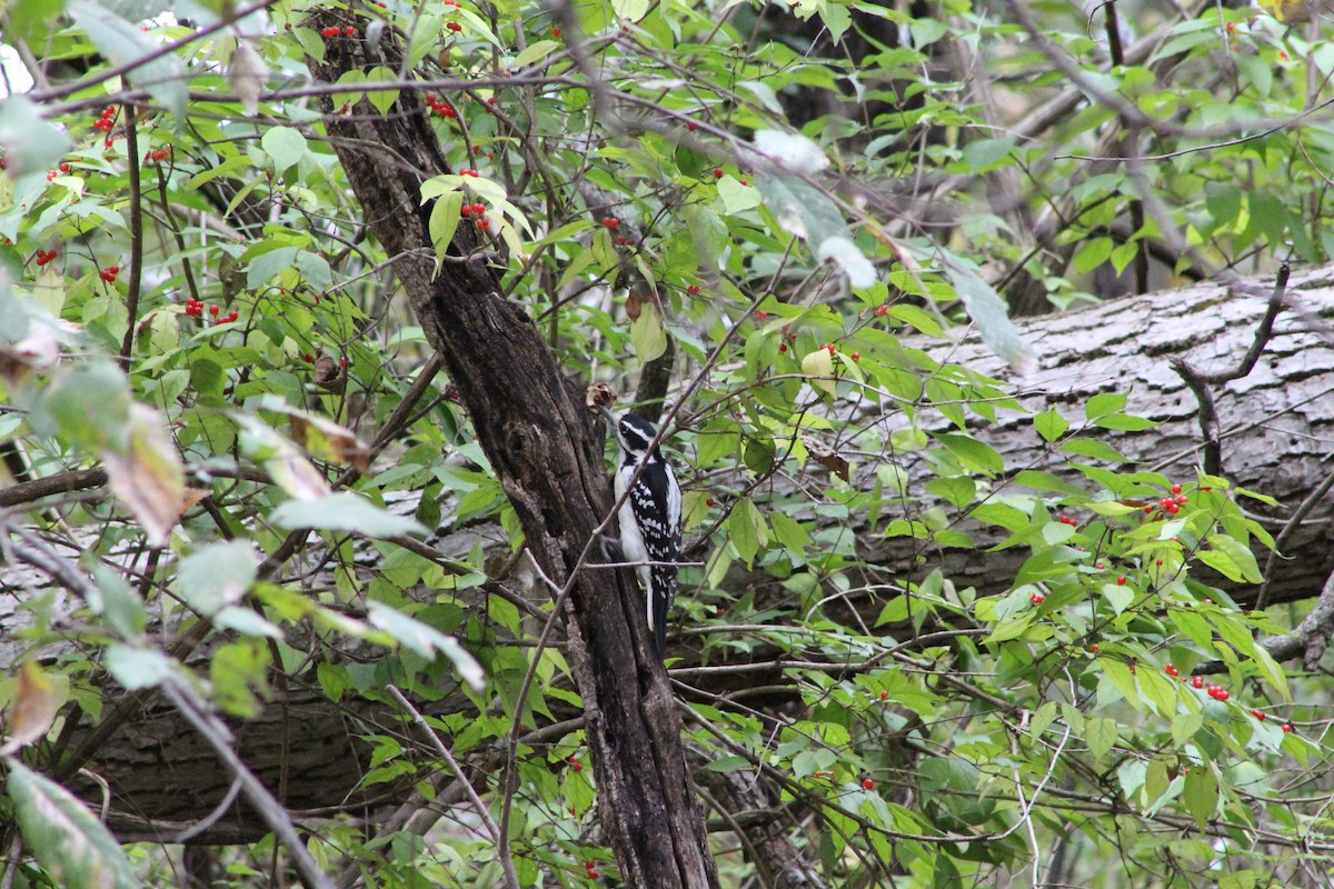 Hairy Woodpecker - ML644097580