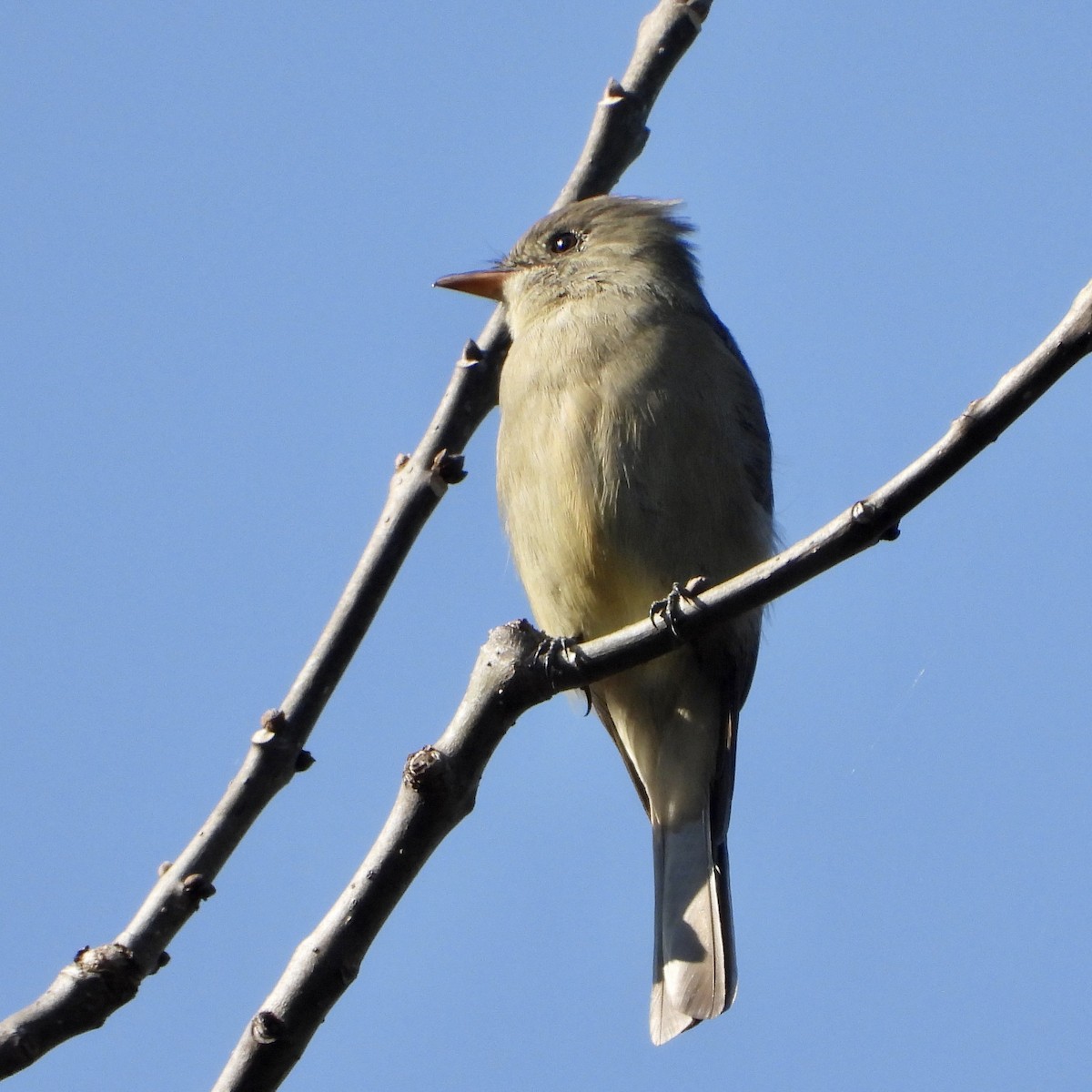Greater Pewee - ML644097588