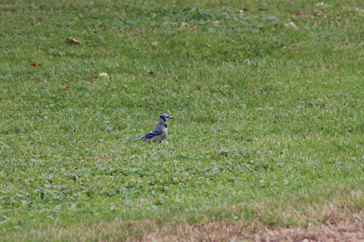 Blue Jay - ML644097591
