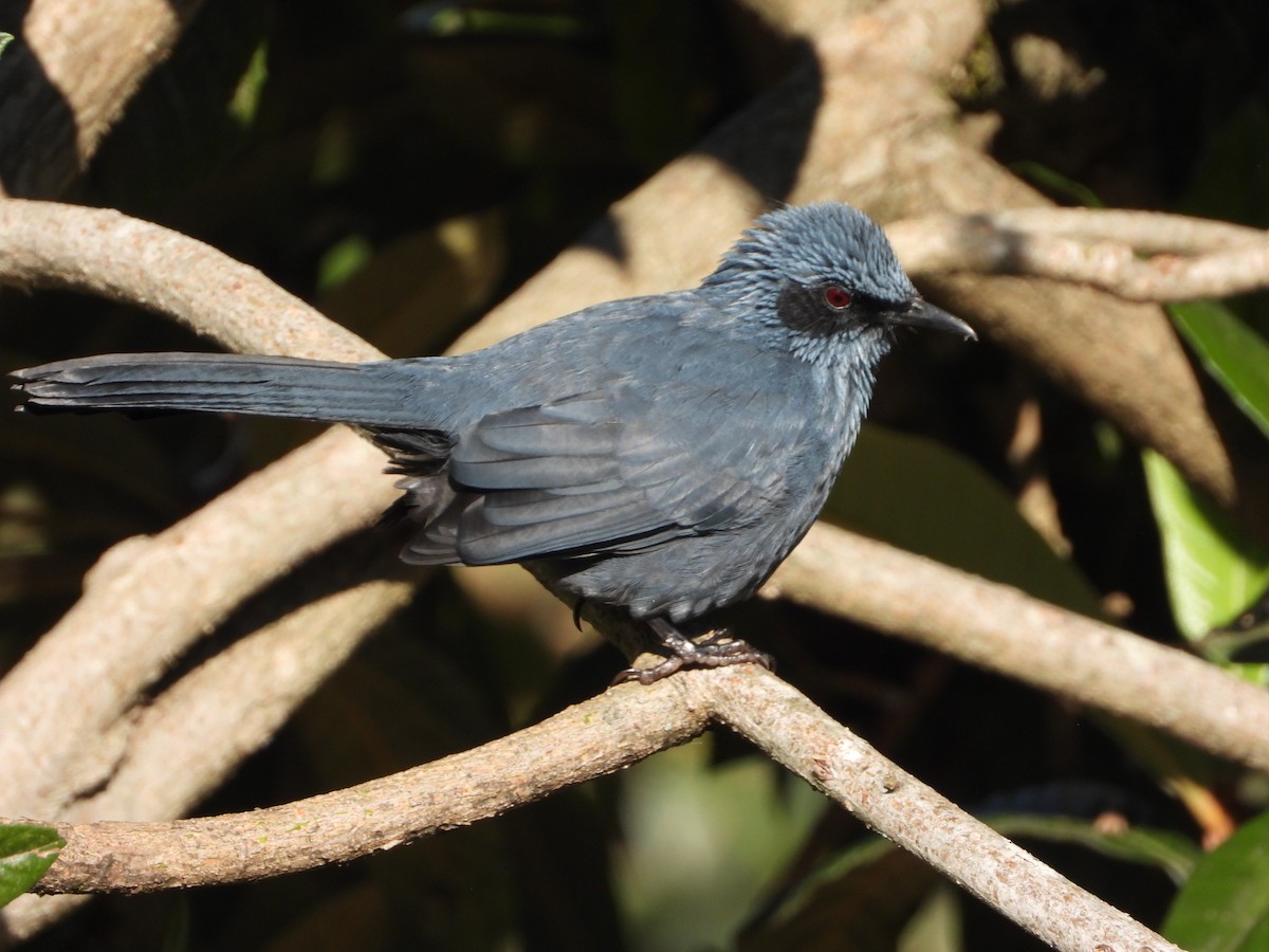 Blue Mockingbird - ML644097594