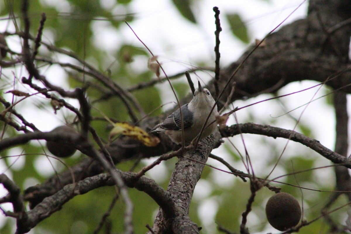 White-breasted Nuthatch - ML644097605