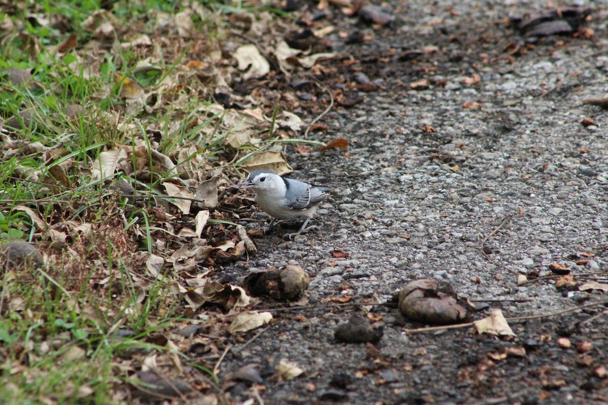 White-breasted Nuthatch - ML644097606