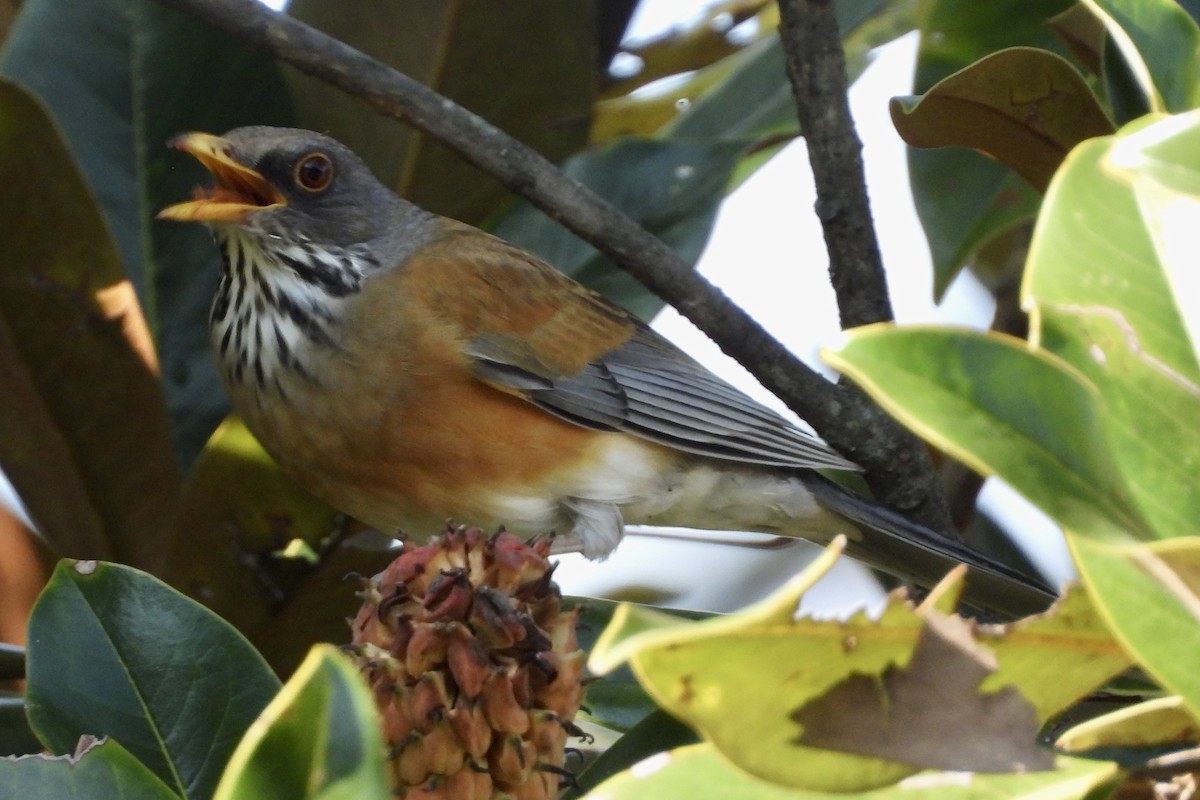 Rufous-backed Robin - ML644097607
