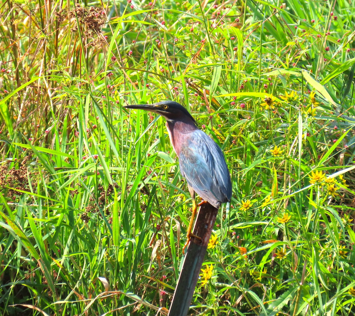 Green Heron - ML644097617