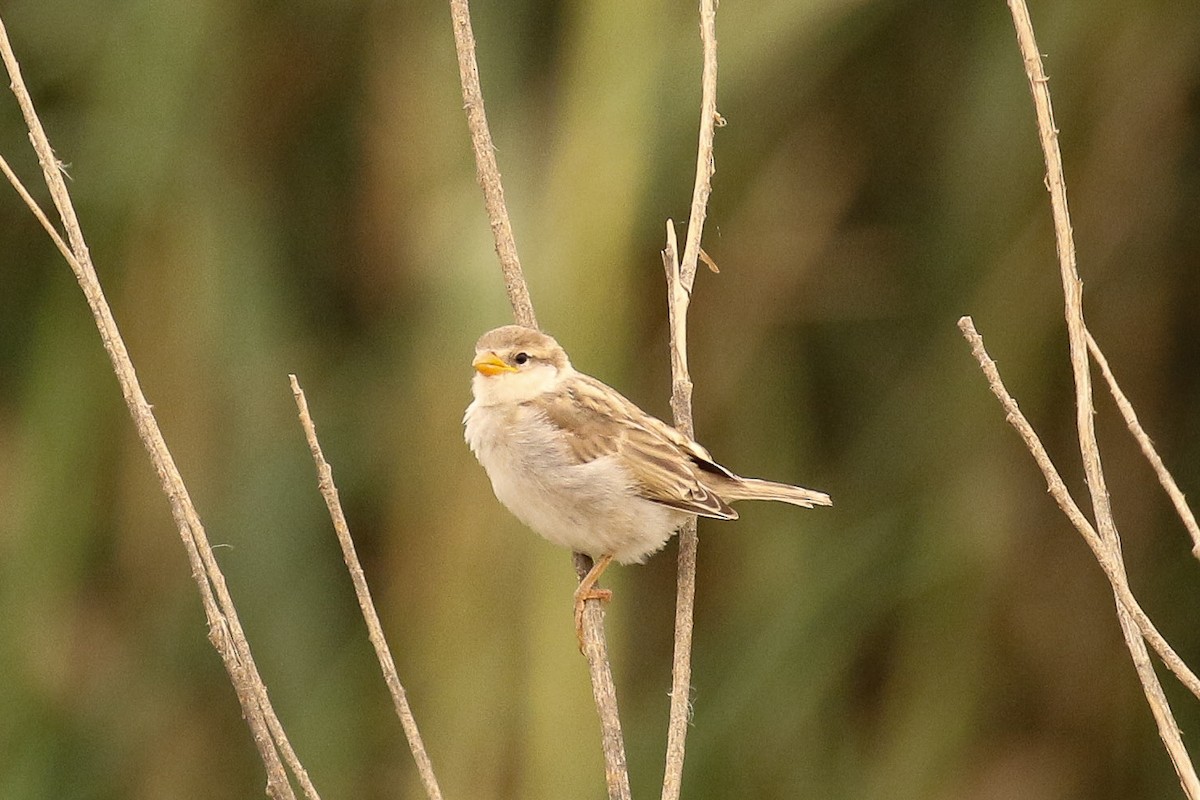 House Sparrow - ML644097621