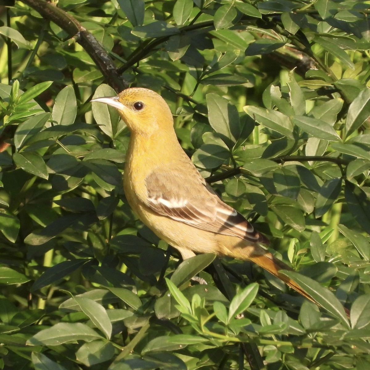Hooded Oriole - ML644097624