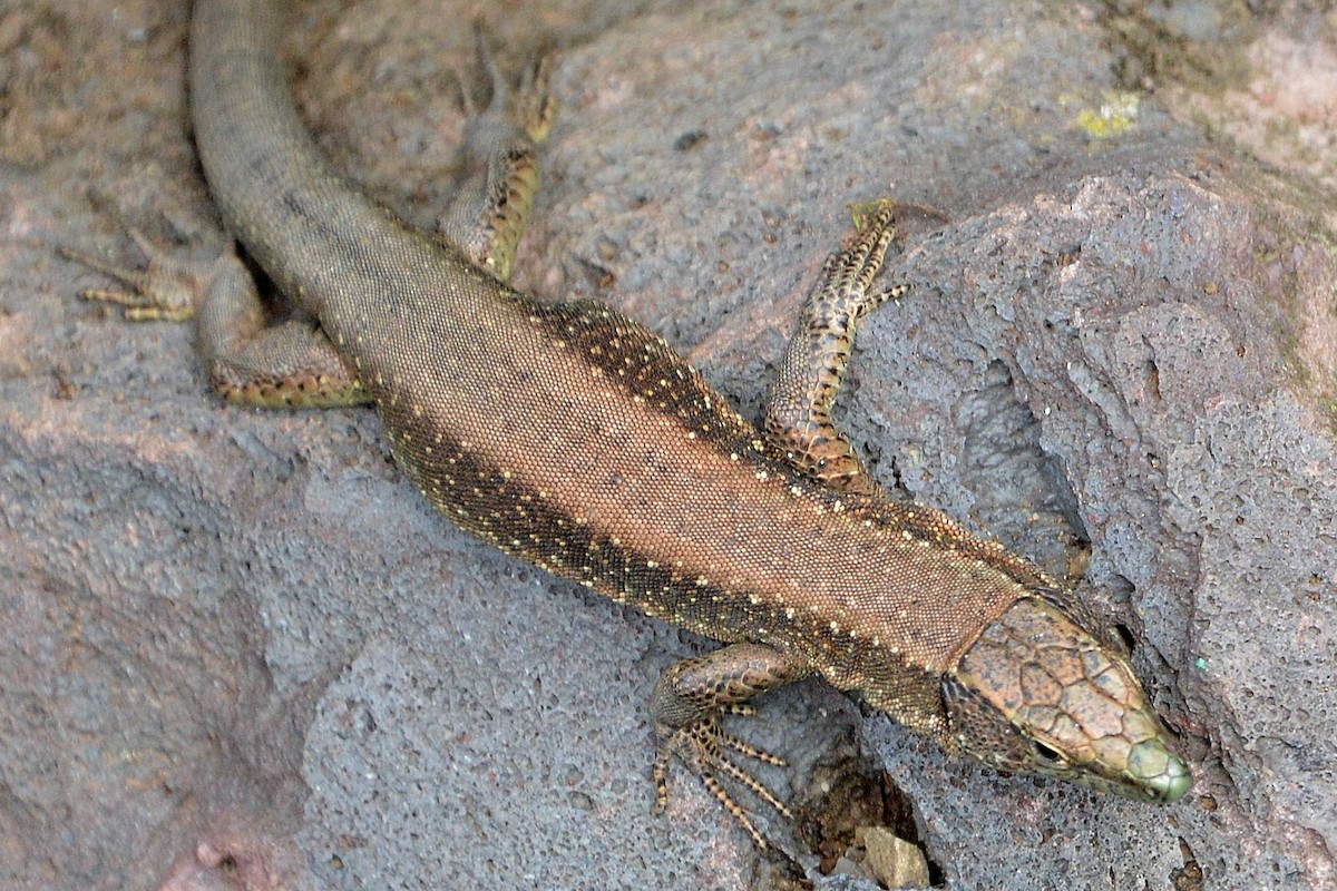 Reptiles - ML644097625